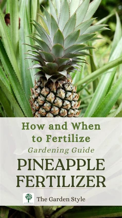 Fertilizer for Pineapple Plants: A Comprehensive Guide