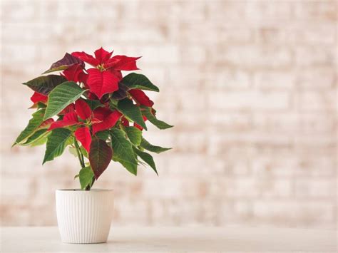 Fertilizer for Poinsettia Plants: The Ultimate Guide to Nourishing Your Holiday Blooms