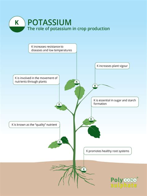 Fertilizer for Potassium: The 5 Key Things You Need to Know