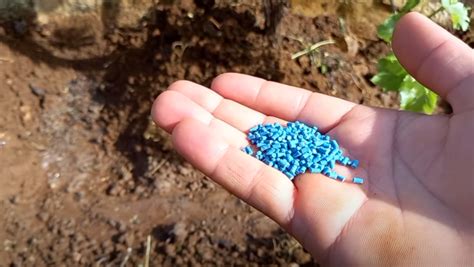 Fertilizer for Potatoes: 5 Nutrient Must-Haves for Bountiful Harvests