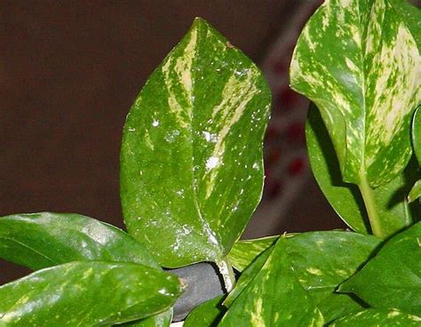 Fertilizer for Pothos: 5 Must-Know Formulas