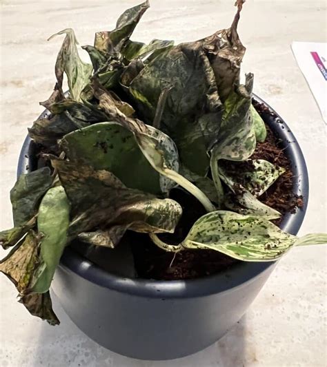 Fertilizer for Pothos: Everything You Need to Know