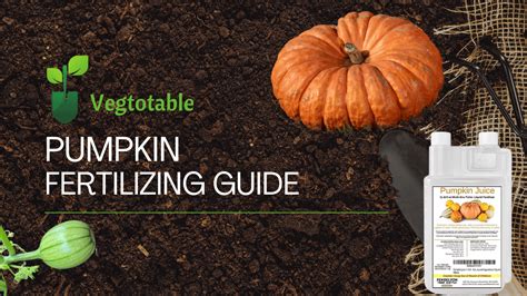 Fertilizer for Pumpkin: 6 Unmissable Tips for a Bumper Harvest