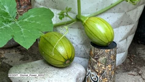 Fertilizer for Pumpkin: The Ultimate Guide to a Bountiful Harvest