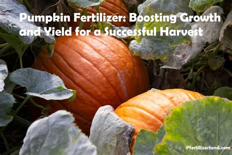 Fertilizer for Pumpkins: A Guide to Boosting 90% Yield and Harvest