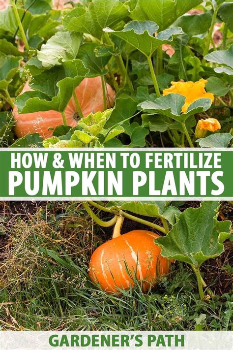 Fertilizer for Pumpkins: The Ultimate Guide to Growing Mammoth Gourds