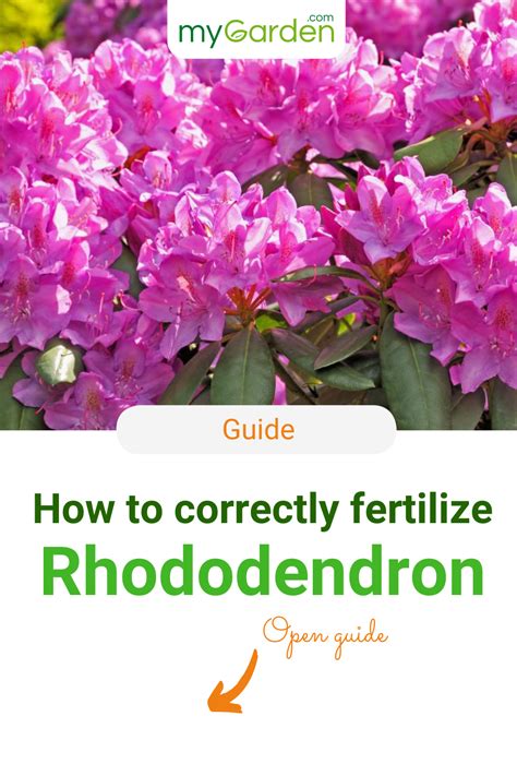 Fertilizer for Rhododendron: The Ultimate Guide to Nourishing Your Blooms