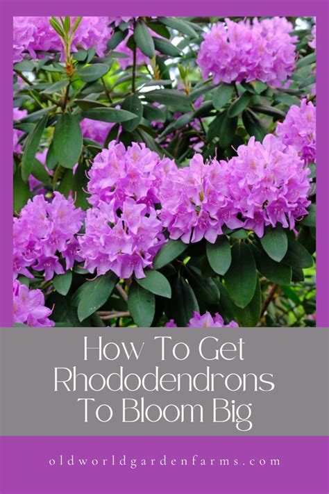 Fertilizer for Rhododendrons: A Comprehensive Guide to Boosting Blooms and Foliage