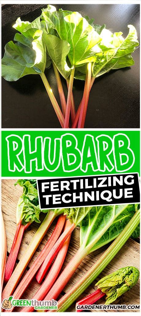 Fertilizer for Rhubarb: 10 Essential Tips for a Bountiful Harvest