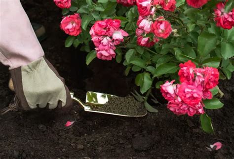 Fertilizer for Rose: The Ultimate 10,000-Character Guide to Nourishing Your Blooms