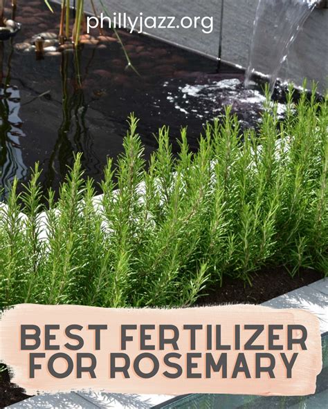 Fertilizer for Rosemary