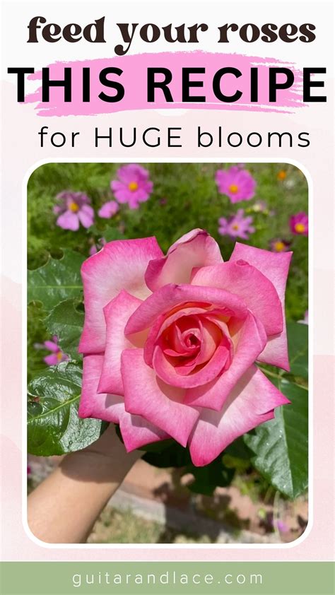 Fertilizer for Roses: 7 Tips to Feed Your Blooms