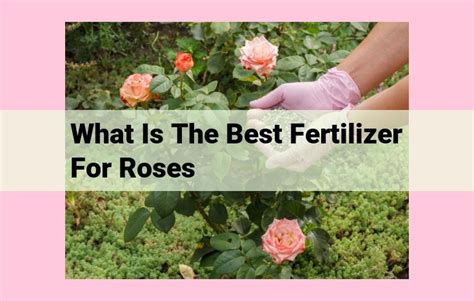 Fertilizer for Roses: The Ultimate Guide