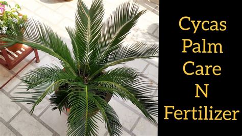 Fertilizer for Sago Palm: A Comprehensive Guide to Nourishing Your Cycad