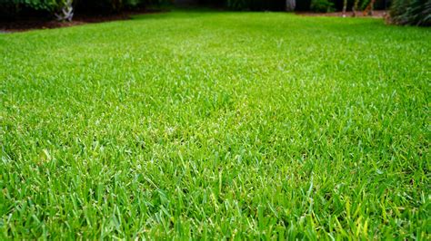 Fertilizer for Saint Augustine Grass: The Ultimate Guide to a Lush, Healthy Lawn