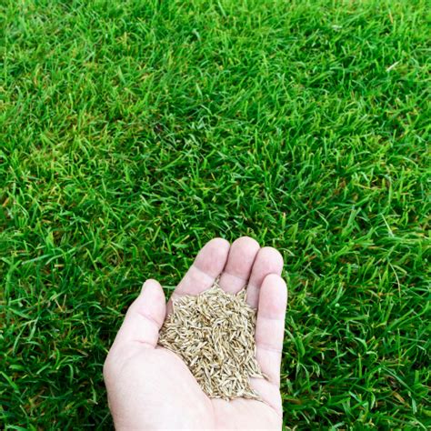 Fertilizer for Seeding Grass: The Ultimate Guide to 100% Success