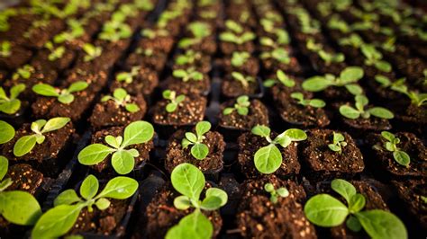 Fertilizer for Seedlings: An Essential Guide for Growing Healthy Plants