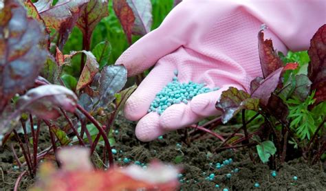 Fertilizer for Shrubs: A Comprehensive Guide