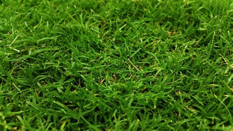 Fertilizer for Sod: The Ultimate Guide to Greener, Healthier Lawns