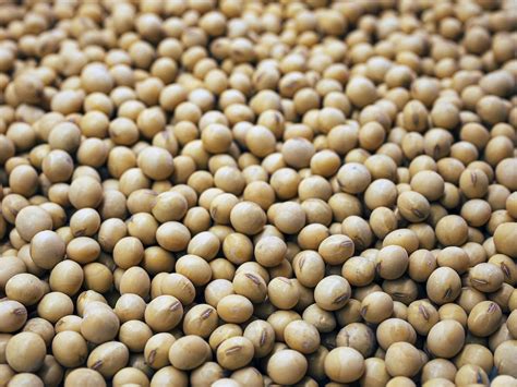 Fertilizer for Soybeans: A Comprehensive Guide to Boost Crop Yield and Quality