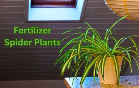 Fertilizer for Spider Plants: A Comprehensive Guide