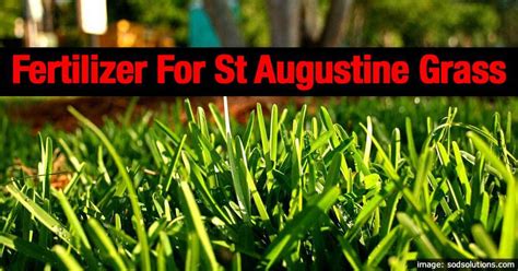 Fertilizer for St. Augustine Grass: A Guide to Green, Healthy Lawns