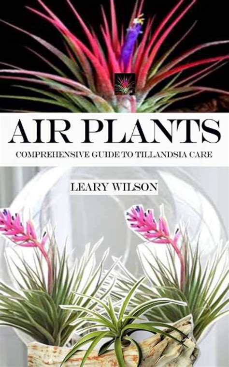 Fertilizer for Tillandsia: A Comprehensive Guide to Nourishing Your Air Plants