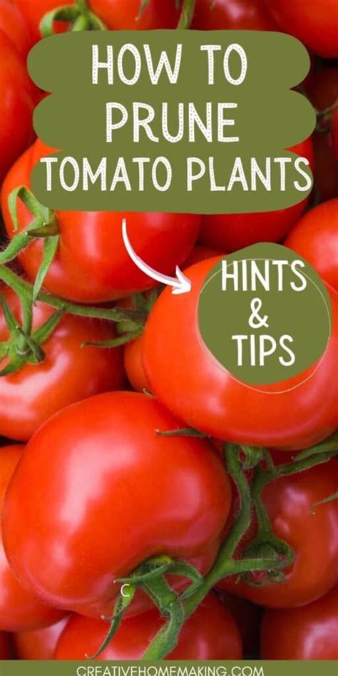 Fertilizer for Tomato Plants: The 5-Step Guide to Bountiful Harvest