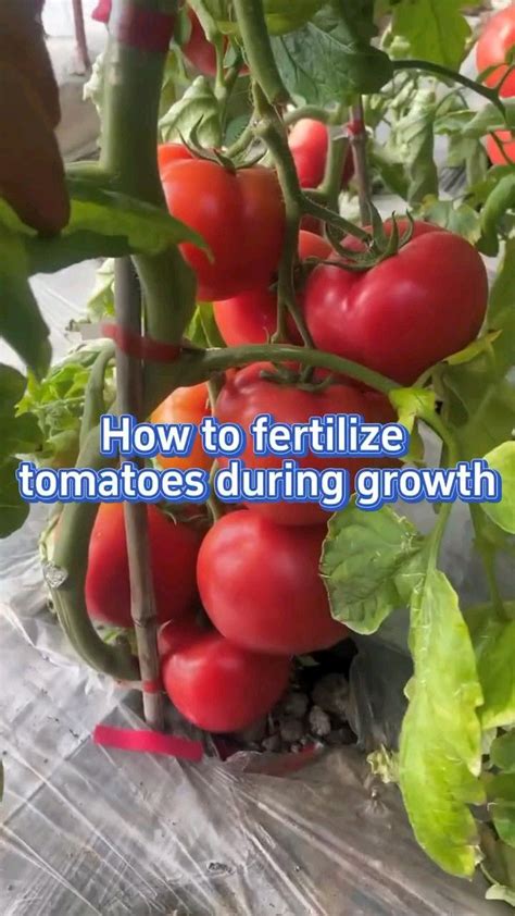 Fertilizer for Tomatoes: 10 Organic Options to Boost Your Harvest