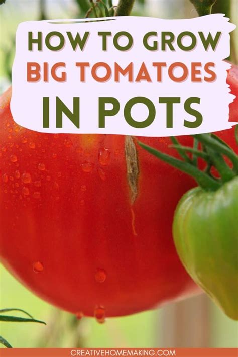 Fertilizer for Tomatoes in Pots: The Essential Guide to a Bountiful Harvest