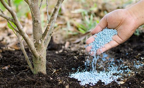 Fertilizer for Tree: The Ultimate Guide to Nurturing Your Arbor's Health