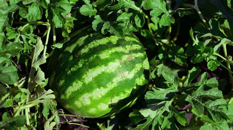 Fertilizer for Watermelon: The Ultimate Guide to Growing Sweet & Succulent Watermelons