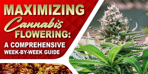 Fertilizer for Weed Flowering: The Ultimate Guide to Maximizing Your Harvests