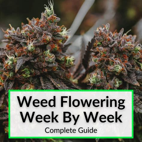 Fertilizer for Weed Flowering: Unleash the 4-5-6 Magic