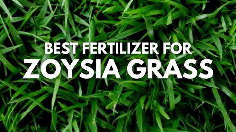 Fertilizer for Zoysia Grass: The Ultimate Guide to Nourishing Your Lawn