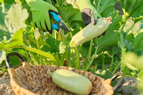 Fertilizer for Zucchini: 10 Expert Tips to Boost Growth and Yield