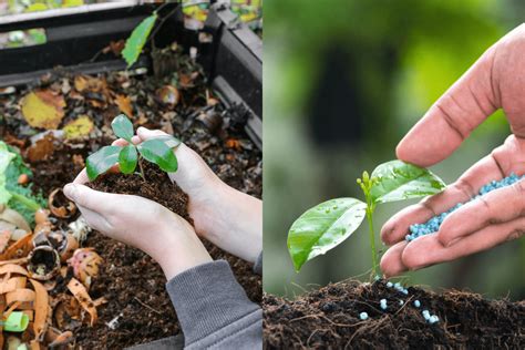 Fertilizer in Compost: 5 Unbeatable Benefits & Step-by-Step Guide