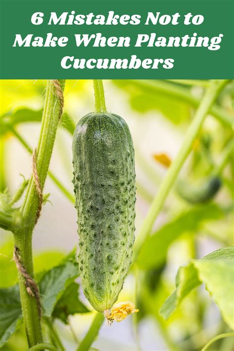 Fertilizer in Cucumbers – 4 Mistakes to Avoid for Healthier Plants