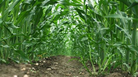 Fertilizer on Corn: Essential Fuel for Bumper Harvests