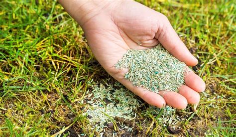 Fertilizer on New Grass Seed: A Comprehensive Guide