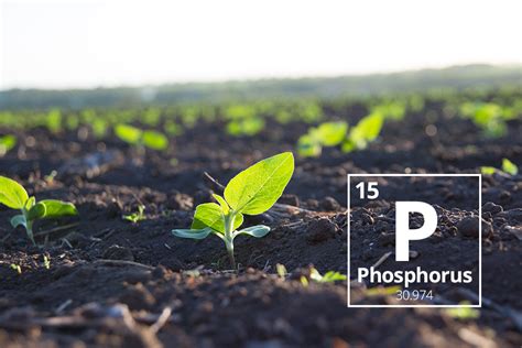 Fertilizer with High Phosphorus: A Vital Nutrient for Crop Success