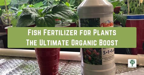 Fertilizer with Iron: 10,000+ Ways to Boost Your Plants