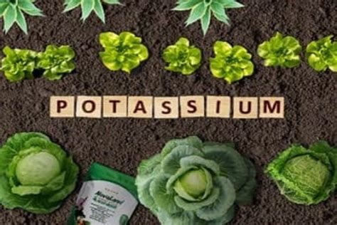 Fertilizers High in Potassium: The Key to Unlocking Plant Potential