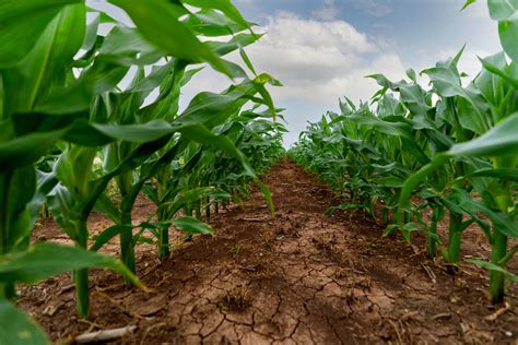 Fertilizers Make a Modern 10,000 lb/acre Corn Crop Possible