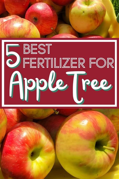 Fertilizers for Apple Trees: The Ultimate Guide