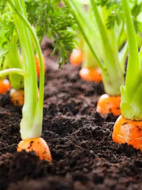 Fertilizers for Carrots: The Ultimate Guide to Boosting Yields