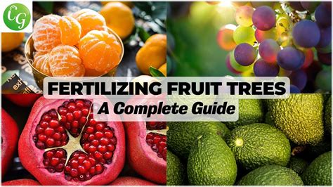 Fertilizers for Fruit Trees: A Comprehensive Guide