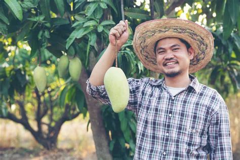 Fertilizers for Mango Trees: A Comprehensive Guide to Boost Growth and Yields