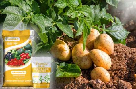 Fertilizers for Potatoes: A Comprehensive Guide