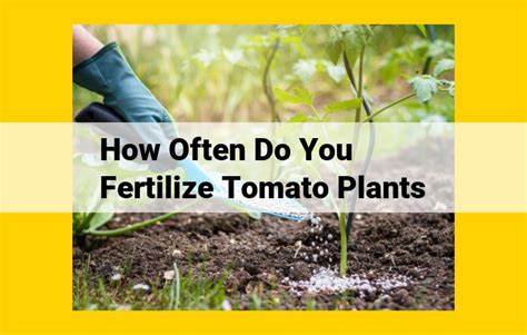 Fertilizers for Tomato Plants: A Comprehensive Guide for Optimal Growth